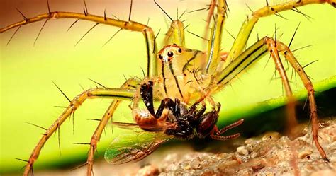 Arañas  Tipos, Picaduras y Características    Mundo Insectos