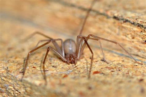 Arañas venenosas: Conoce las más peligrosas del mundo
