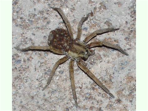 Arañas venenosas en España