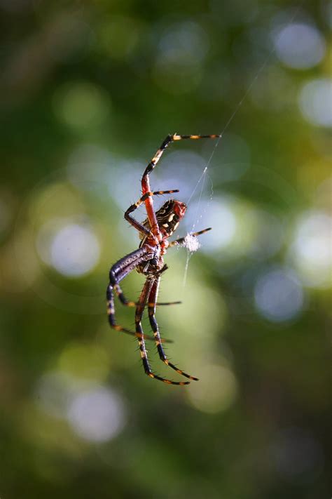 arañas venenosas México – Relatos de la Naturaleza