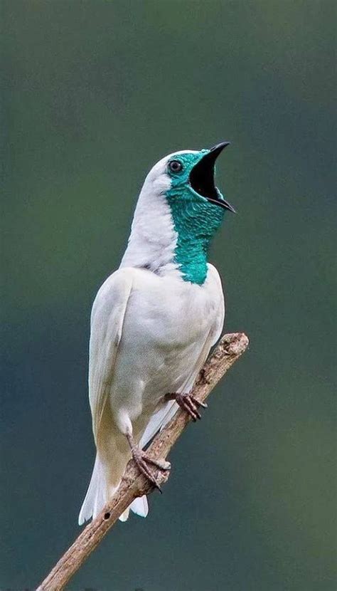 Araponga comum | Ashiks Beauty Birds collection | Birds ...