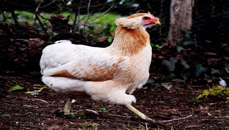 Araucana Chicken Breeds, Facts, Pictures, Sale, Eggs and All Information
