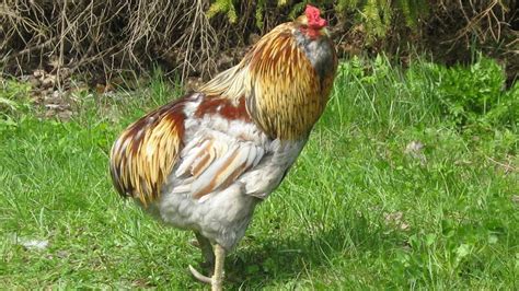 Araucana Chickens | Blue Eggs Rumpless   YouTube