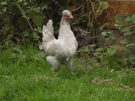 Araucana | Chickens | Breed Information | Chicken breeds, Araucana ...