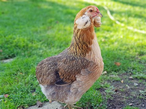 Araucana For Sale | Chickens | Breed Information | Omlet