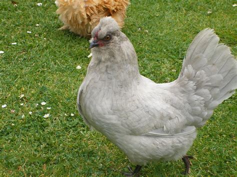 Araucana For Sale | Chickens | Breed Information | Omlet