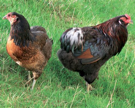 Araucana  o Mapuche : gallina ornamentale dalle uova blu   Galline ...
