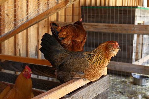 Araucana • Insteading Chicken Breeds Guide
