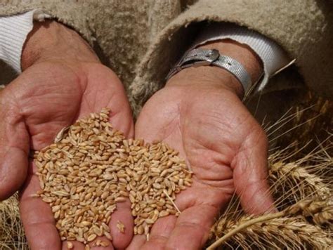 Araújo Ibarra Envío de Ucrania baja precios de maíz y trigo