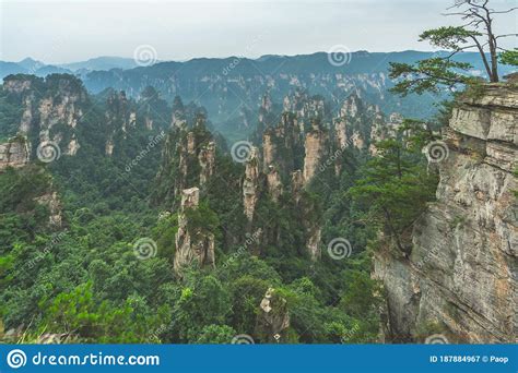 árbol Creciendo Sobre La Columna De Piedra En Las Montañas Tianzi En El ...