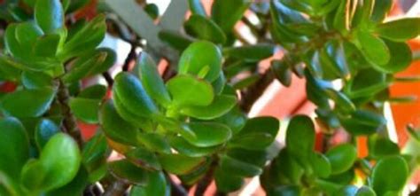 Árbol De Jade: Características, Reproducción Y Cuidados ...