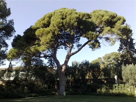 Árboles con alma: Pino piñonero. Pi pinyer.  Pinus pinea