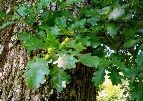 Árboles con alma: Roble carvallo. Roure Pènol.  Quercus ...