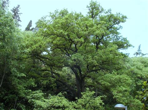 Árboles con alma: Roble Catalán.  Quercus cerrioides