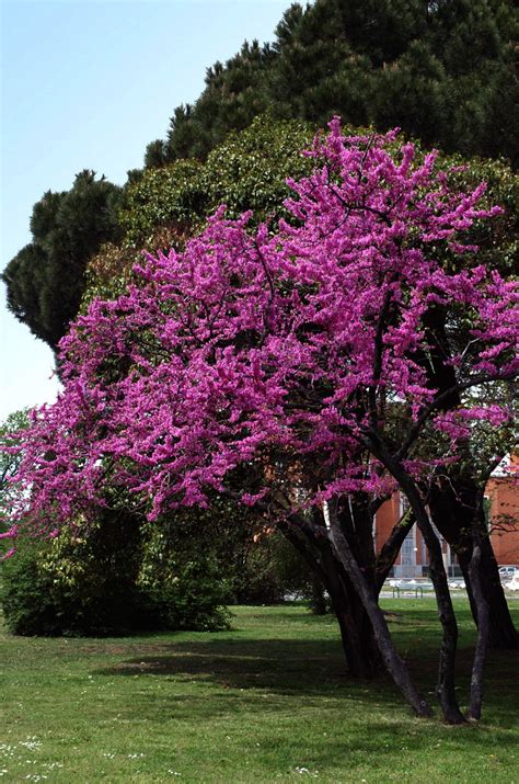 Árboles de España: El árbol del amor