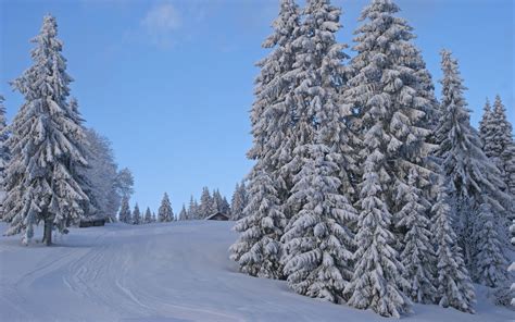 Árboles del invierno Camino Nieve fondos de pantalla ...
