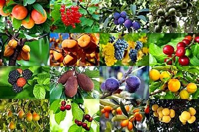Árboles frutales en el huerto | Fundació Ilersis