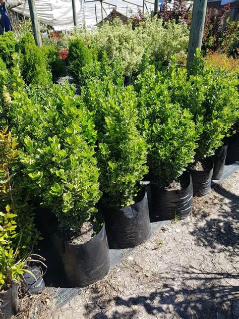 Arbusto Cerco Pittosporum   $ 690,00 en Mercado Libre