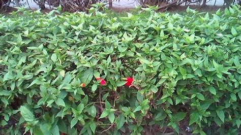 Arbustos para cercos de jardín   Foros Perú