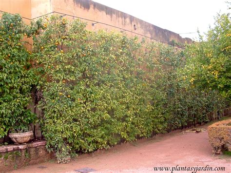 Arbustos para cercos | Plantas y Jardín