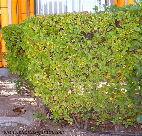 Arbustos para cercos | Plantas y Jardín