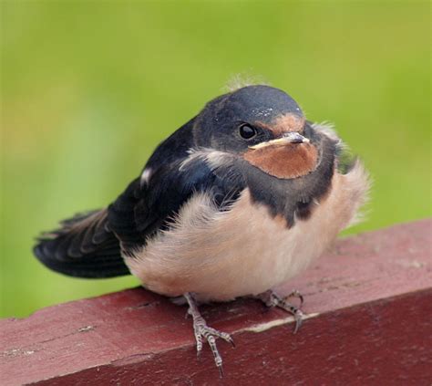 Archivo:Barn Swallow  Hirundo rustica  chick.jpg ...