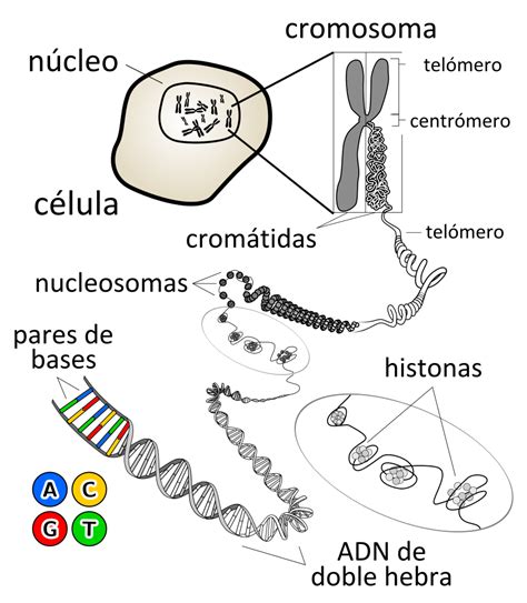 Archivo:Chromosome es.svg   Wikipedia, la enciclopedia libre