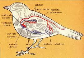 Archivo:Sistema circulatorio aves.jpg   Wiki Reino Animalia   Wikia