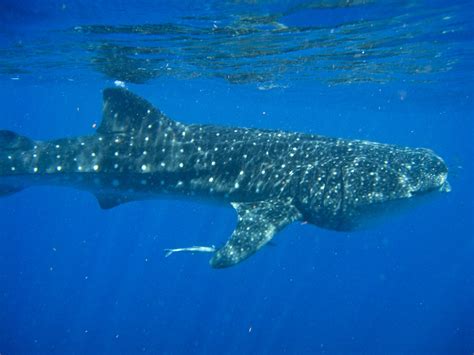 Archivo:Tiburon ballena.jpg   Wikipedia, la enciclopedia libre