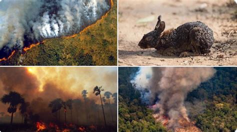 Arde Amazonas: el pulmón del mundo se quema y nadie ...