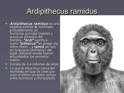 Ardipithecus ramidus es una especie extinta de homínido ...