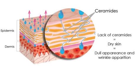 Are Ceramides Good for Skin? | Skin Care Geeks