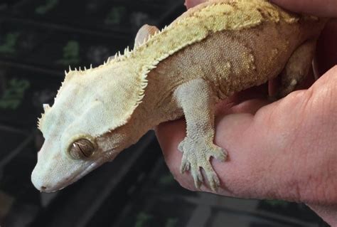 Are Crested Geckos Good Pets?  With Pics  | Blue Dragon Pets