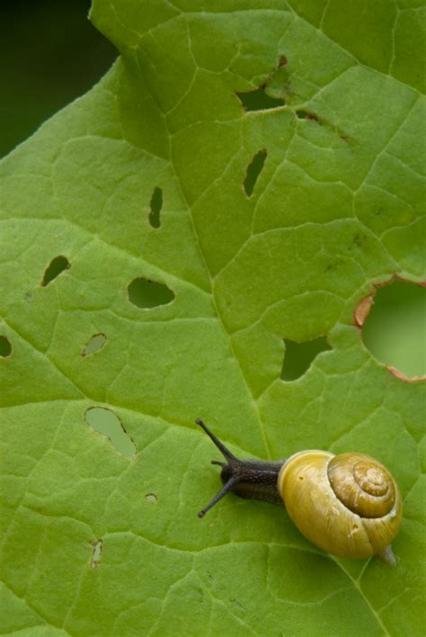 Are snails and slugs eating your plants?   Meryl Cook