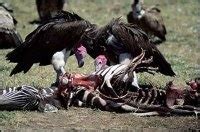 Are the animals that eat the flesh of dead animals called scavengers ...