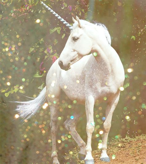 Are Unicorns Real? Here are the facts.   George Lizos