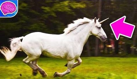 Are Unicorns Real? What Vision Has to do With Reality