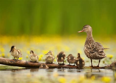 Are Your Ducks In A Row With Your Resources?   Reconomy