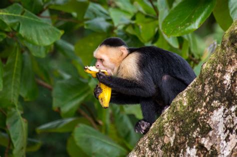 Aren t Monkeys so Cute? | Uneven Sidewalks Travel Blog