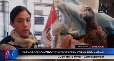 Arequipa: Rescataron a cóndor herido en el Valle del Colca [Video ...