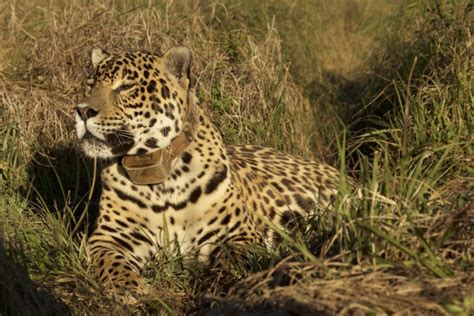 Argentina: animales extintos del Iberá son reinsertados en el parque ...