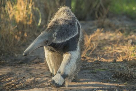 Argentina: animales extintos del Iberá son reinsertados en el parque ...