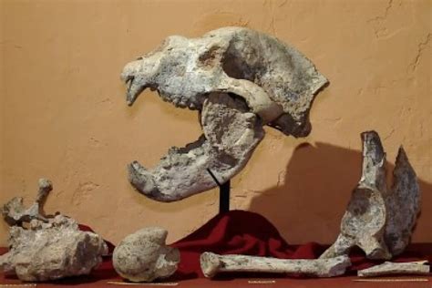 Argentina: fósil de un oso gigante de 700 mil años fue encontrado en ...