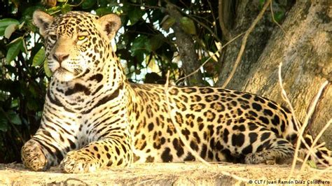 Argentina lucha contra la extinción de sus especies | Argentina | DW ...
