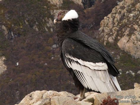 Argentina nativa: Cóndor  Vultur gryphus