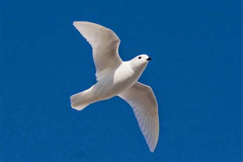 Argentina nativa: Petrel blanco  Pagodroma nivea