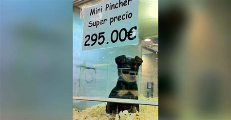 Argentina prohíbe la exhibición en vitrinas de animales ...