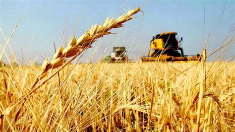 Argentina se mete entre los cinco exportadores mundiales de trigo ...