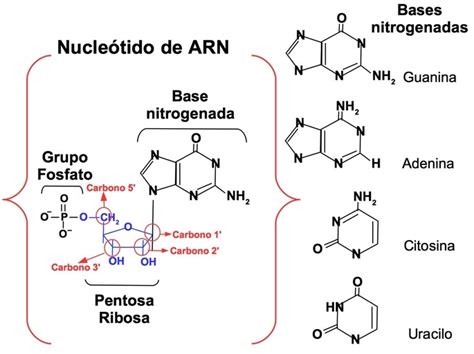 ARN  ácido ribonucleico : qué es, función y tipos  con imágenes    Toda ...