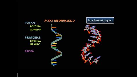 ARN: Ácido ribonucleico   YouTube